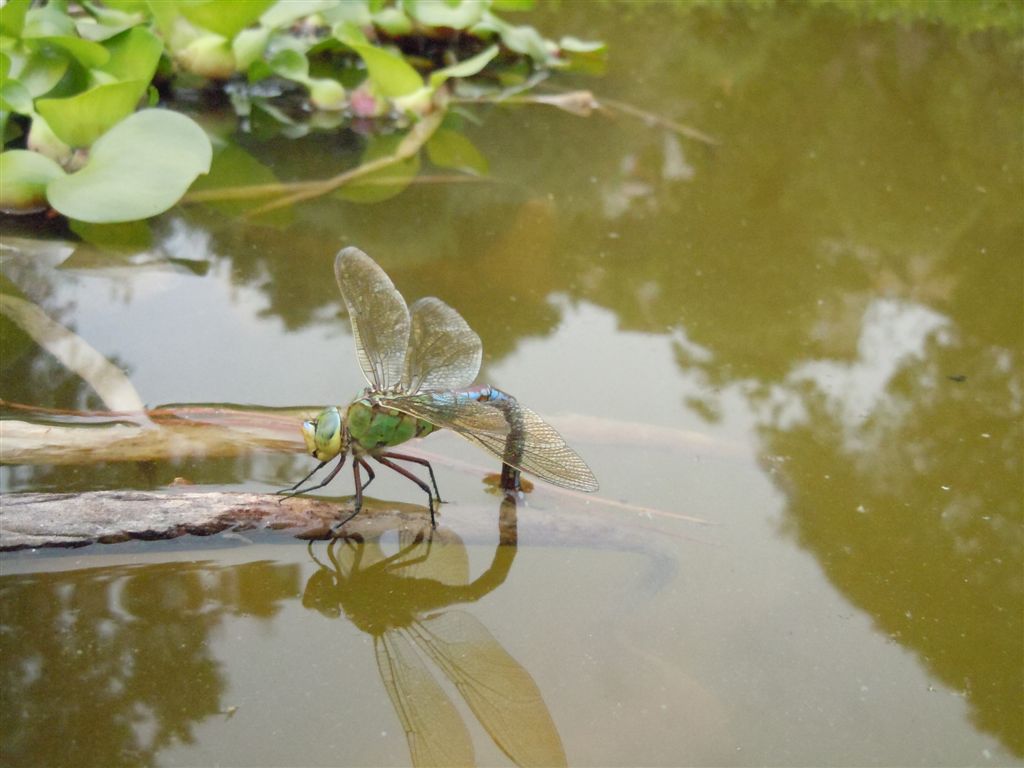 Anax imperator in ovoposizione